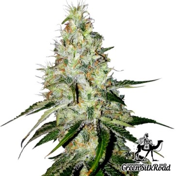 Семена конопли Auto White Widow Feminised